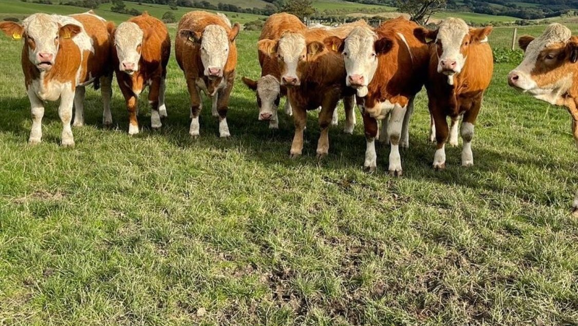 Hereford- Bred Heifers, open heifers and steers.